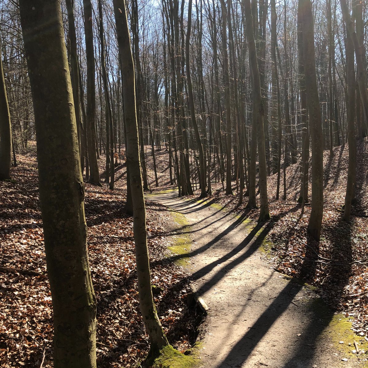 My picture of a trail in the Sonian Forest south of Brussels taken on 3/22/20. At this point, my 3/26/20 flight home had been cancelled. I would not get back to the USA until the first of May, but I managed two half marathons of my own design during the extension.