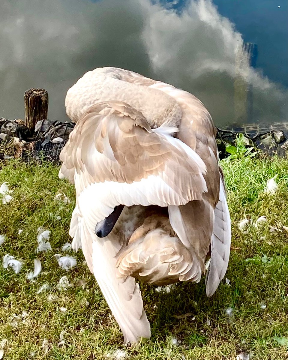 Swan cygnet with head tucked under wing