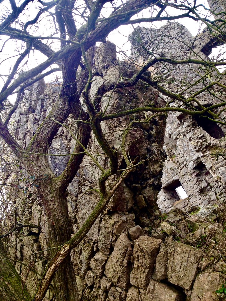 Photo of a tree growing around and through the slowly collapsing ruins of a building 