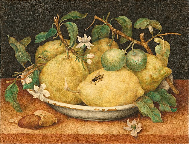 Giovanna Garzoni's painting 'Still Life with Bowl of Citrons' from 1640. Smooth green and nobbly yellow citrons fill a chipped ceramic bowl. The fruit are on their branches, with curling leaves, white blossom, and a single wasp.